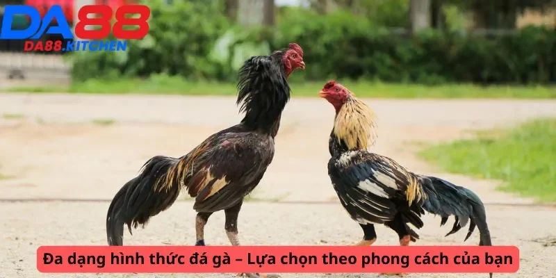 Các hình thức đá gà