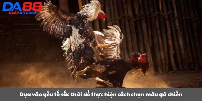 Dựa vào yếu tố sắc thái để thực hiện cách chọn màu gà chiến