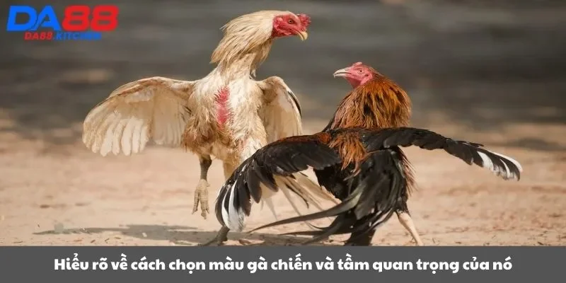 Hiểu rõ về cách chọn màu gà chiến và tầm quan trọng của nó
