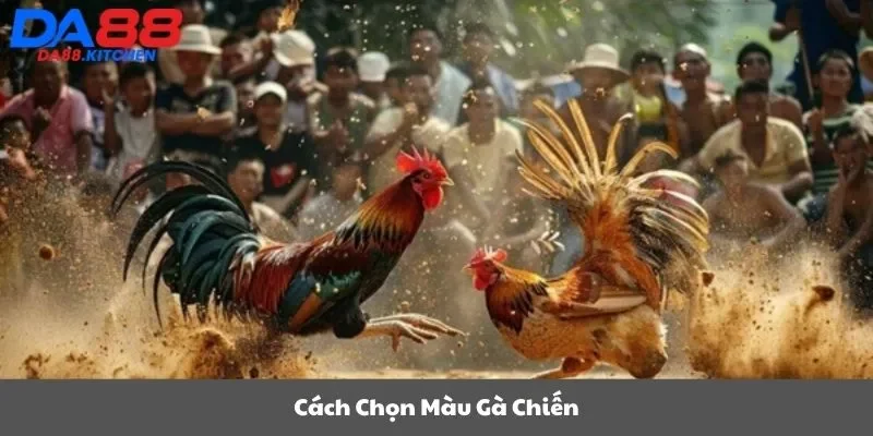 Cách chọn màu gà chiến