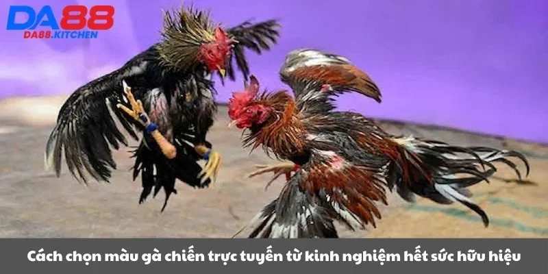 Cách chọn màu gà chiến trực tuyến từ kinh nghiệm hết sức hữu hiệu
