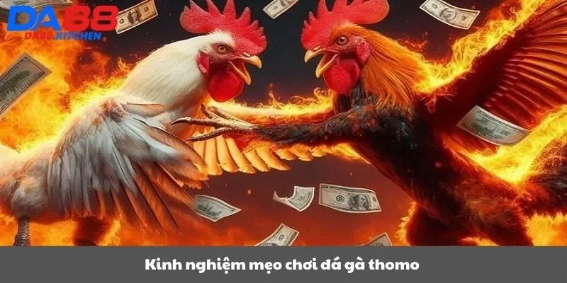 Kinh nghiệm mẹo chơi đá gà thomo 