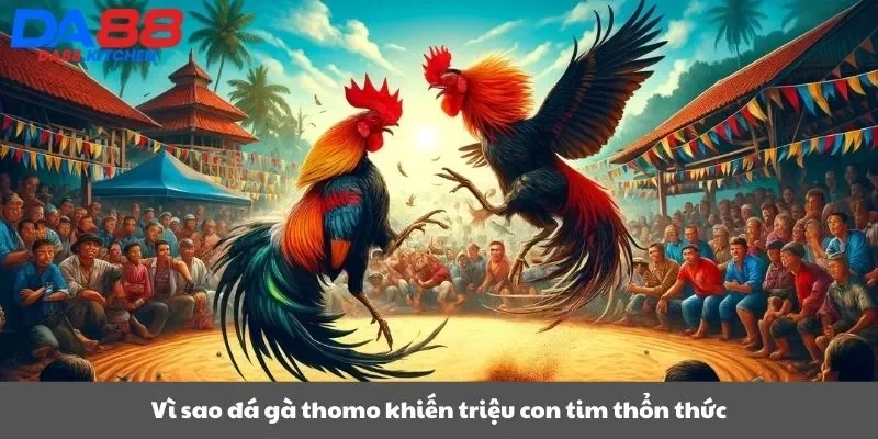 Vì sao đá gà thomo khiến triệu con tim thổn thức